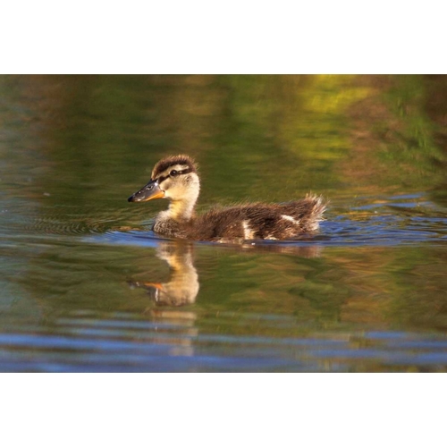 California, San Diego, Lakeside Mallard Duckling